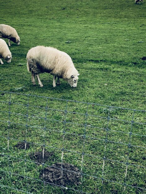 View of sheep grazing in field