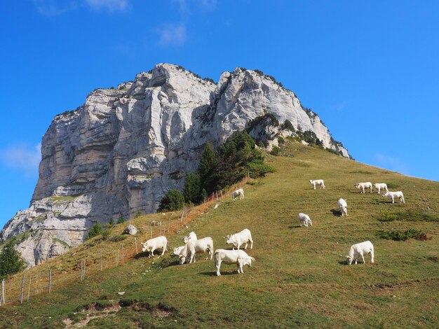 View of sheep grazing on mountain