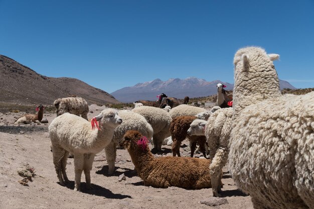 View of sheep on land against clear sky