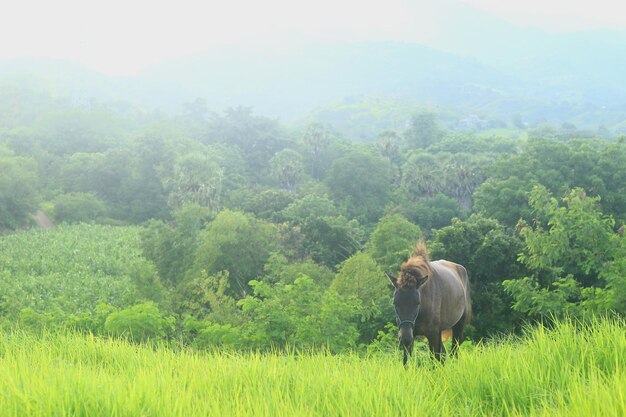 View of sheep on land