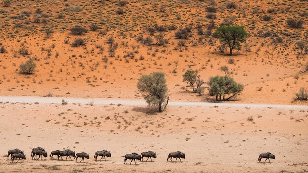 View of sheep on land