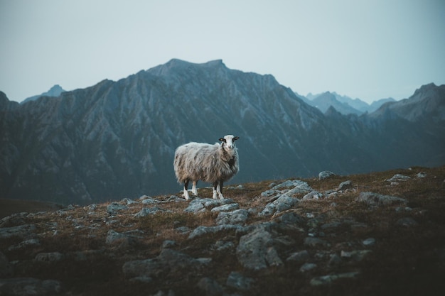 Photo view of sheep on landscape against mountains