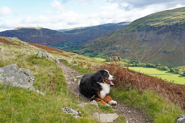 Photo view of a sheep on landscape