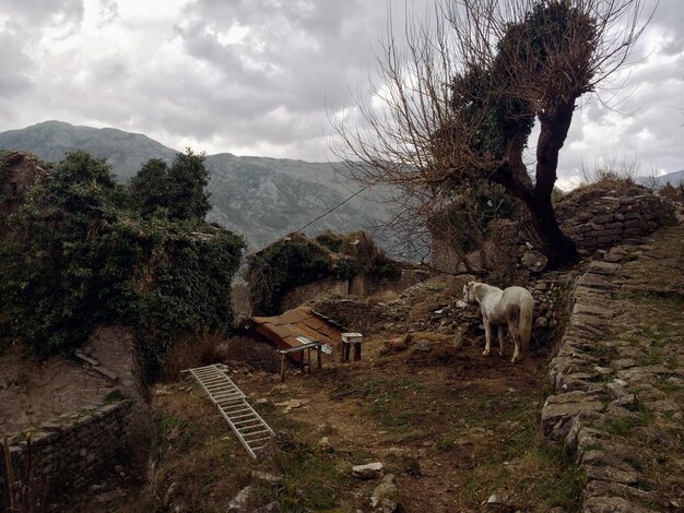 View of a sheep on landscape