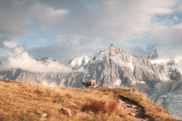 Foto vista di una pecora in montagna