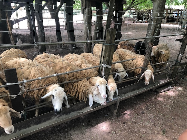 Photo view of sheep in pen