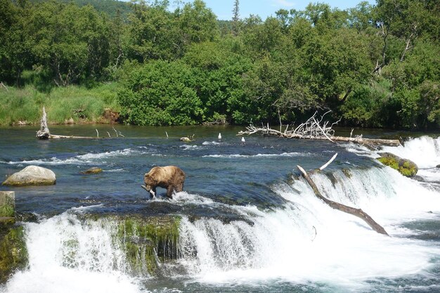 Foto veduta delle pecore sulla riva del fiume