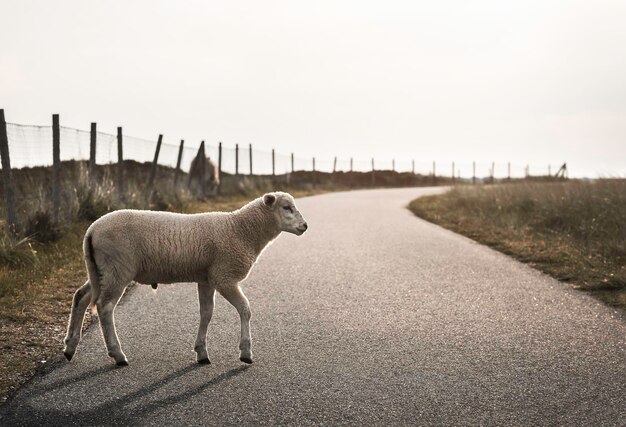 Foto veduta delle pecore sulla strada
