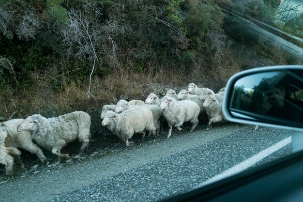 Foto veduta delle pecore sulla strada