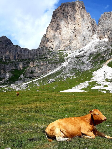 Foto veduta di pecore sulla roccia