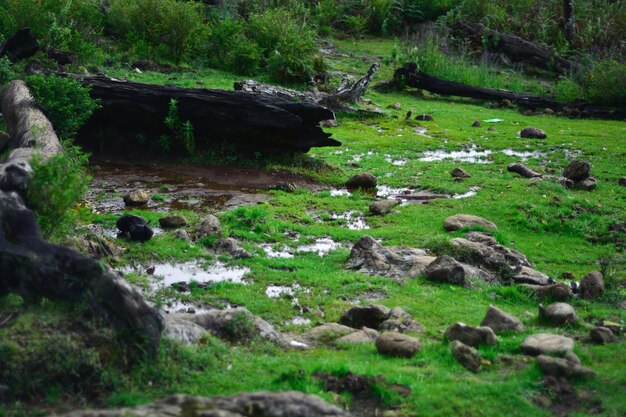 View of sheep on rock