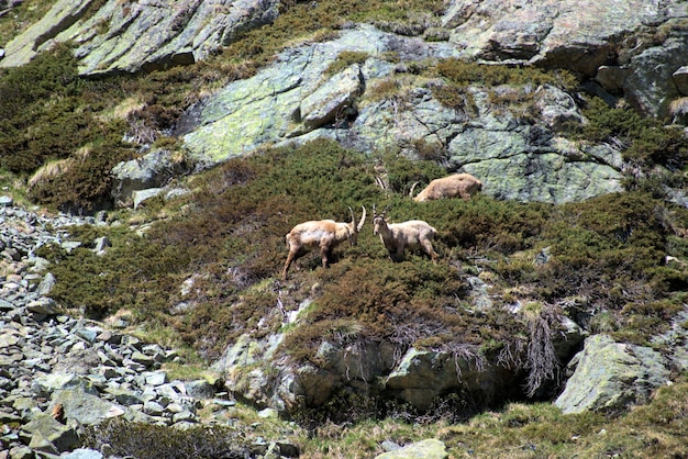 Photo view of sheep on rock