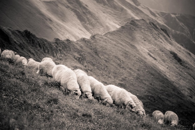 Photo view of sheep sleeping on mountain