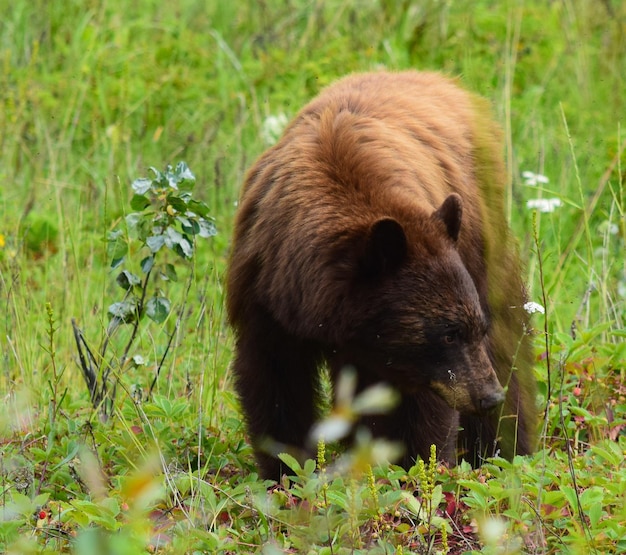 Foto veduta di pecore che camminano sul campo