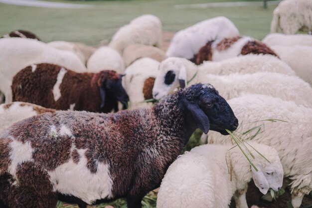 Photo view of a sheep