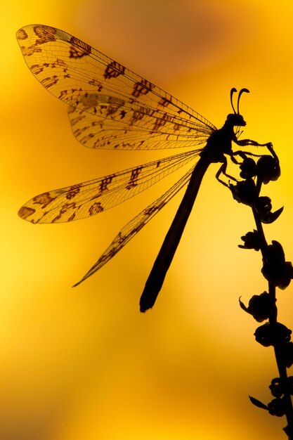 View of a silhouette of dragonfly on branch against orange sky