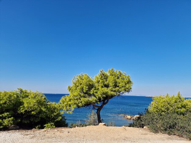 View on single tree at a coastline near the ozean in greece