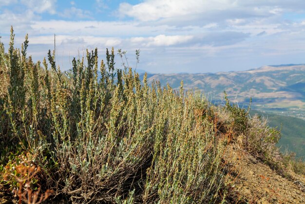 View of sky through grass green desert sagebrush plants in mountains and green landscape in summer