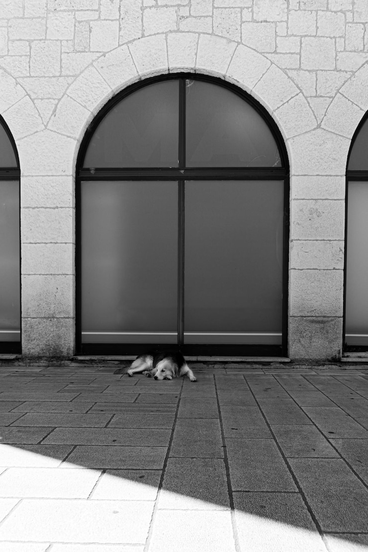 Photo 壁の小さな犬の景色