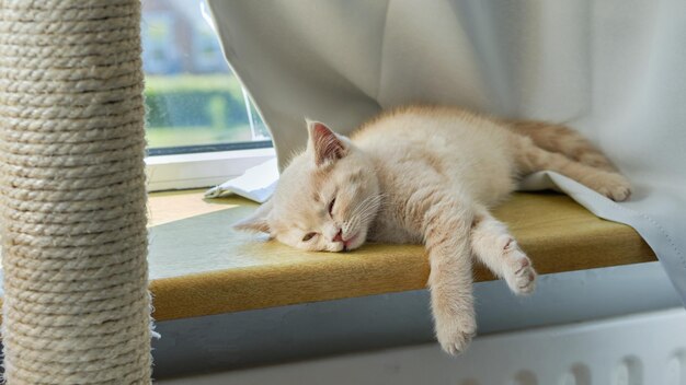 View of a small ginger short-hair kitten sleeping on the sunny windowsill