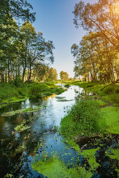 Foto sul piccolo fiume a sunset forest view