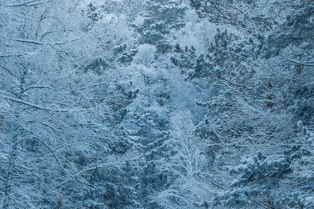 照片的白雪覆盖的森林。冬天的童话森林的纹理。