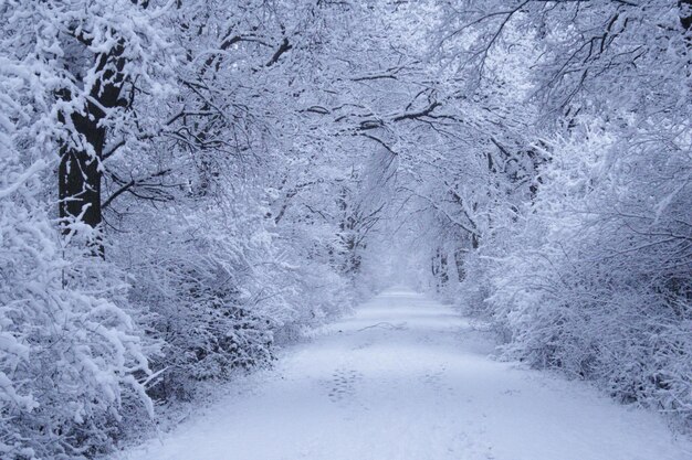 Photo view of snow covered landscape