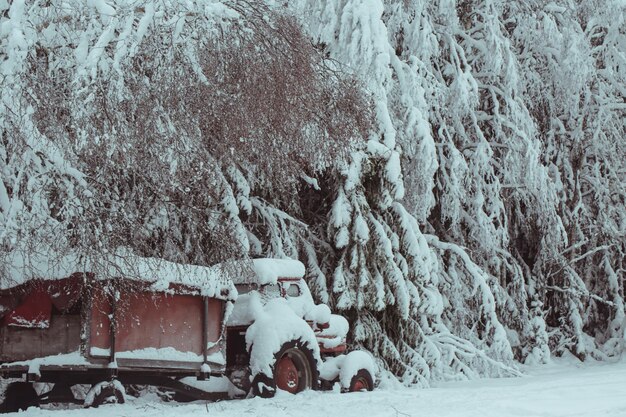 雪で覆われた植物の景色