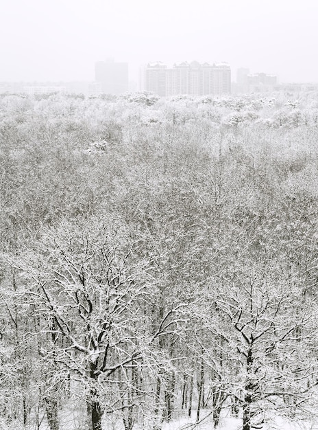 Above view of snow forest and urban houses