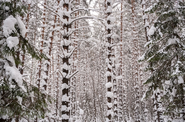 雪の積もった厚い突き通せない松林の眺め。右と左-背の高いモミの木。