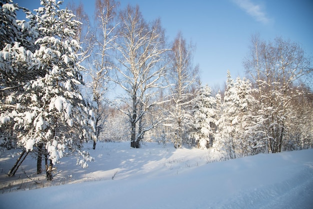 冬の道から晴れた日の雪に覆われた森の眺め水平方向