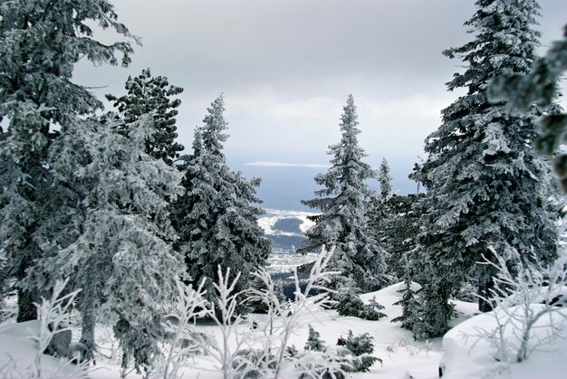 平野の降雪で山の頂上にある雪に覆われた木々の間の景色