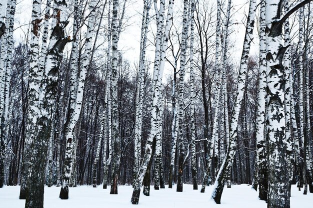 冬の雪に覆われた白樺の森の眺め