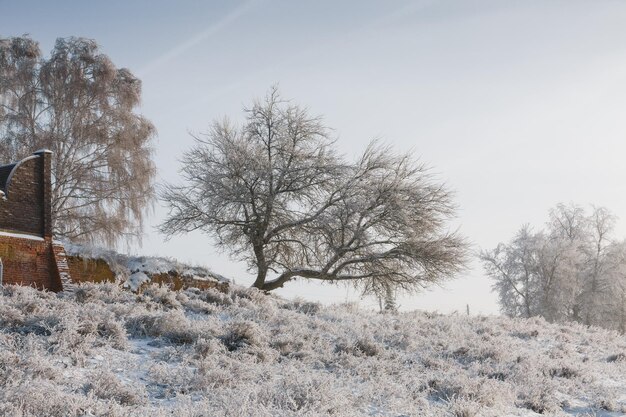 View of the snowy forest winter nature