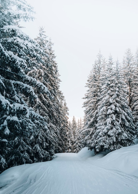 View of a snowy forest