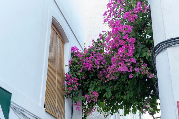 View of some purple flowers on a street in Mojacar Spain