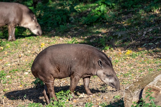 Вид на южноамериканского тапира Tapirus terrestris