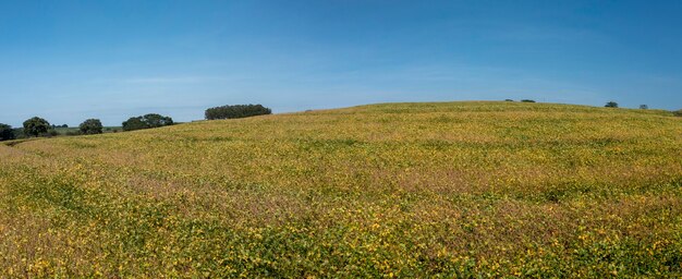 Vista della piantagione di soia in una giornata di sole in brasile.