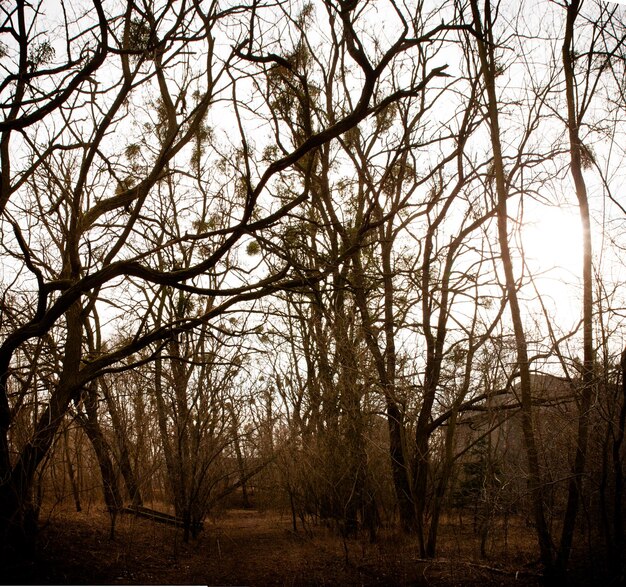 Photo view of spooky woods