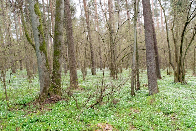 Вид на весенний лес с цветущими цветами Древесный анемон Anemone nemorosa L