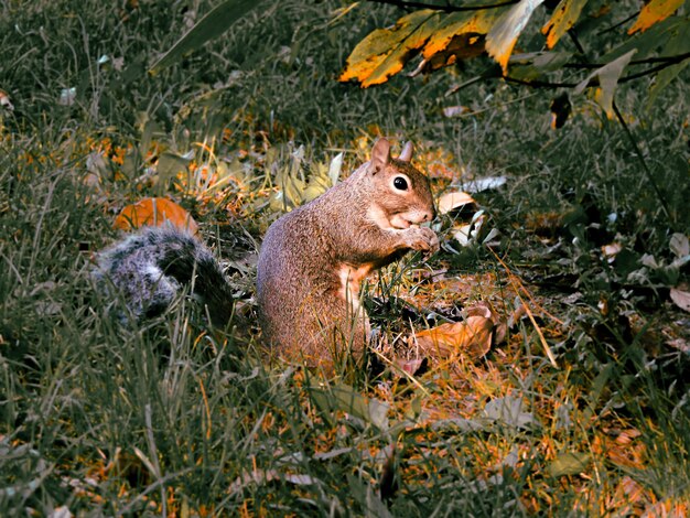 Foto vista di uno scoiattolo sul campo che mangia un arachide