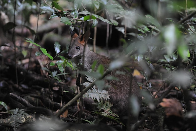 Photo view of squirrel in forest