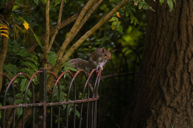 View of squirrel in forest