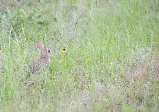 View of squirrel on grass