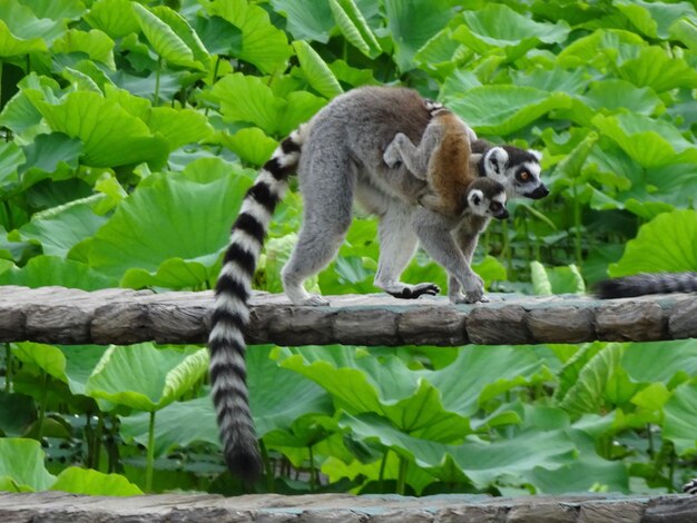 View of a squirrel on tree