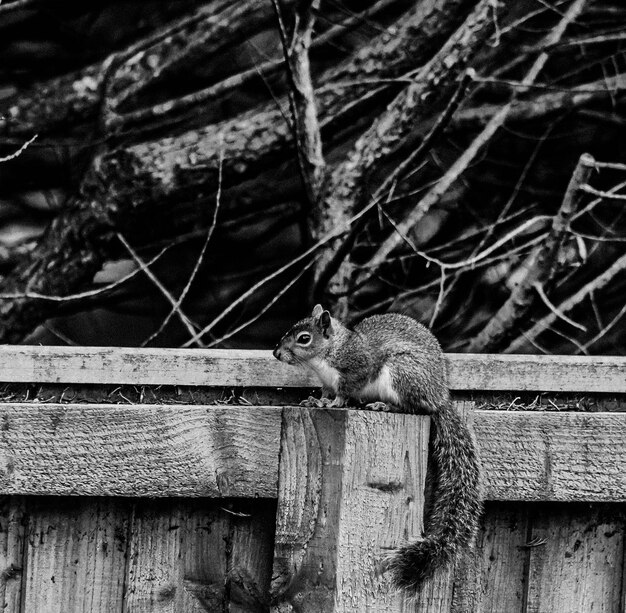 view of squirrel on tree