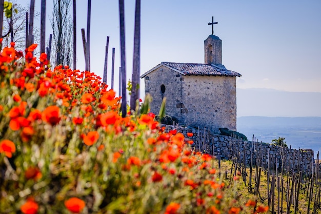 View on the St Christophe chapel in the middle of the Chapoutier vineyard with red poppies blooming