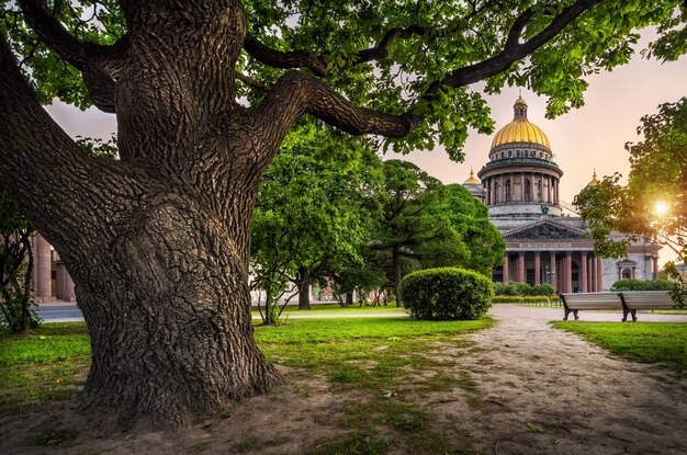 View of St. Isaac's Cathedral from the branches of a big old oak tree in St.Petersburg