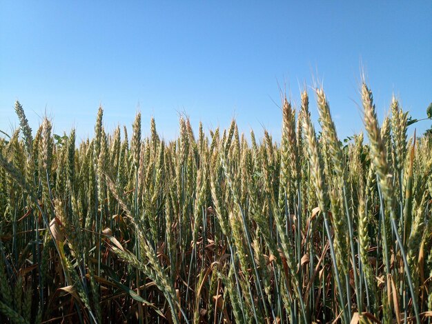 Photo view of stalks in field against clear blue sky