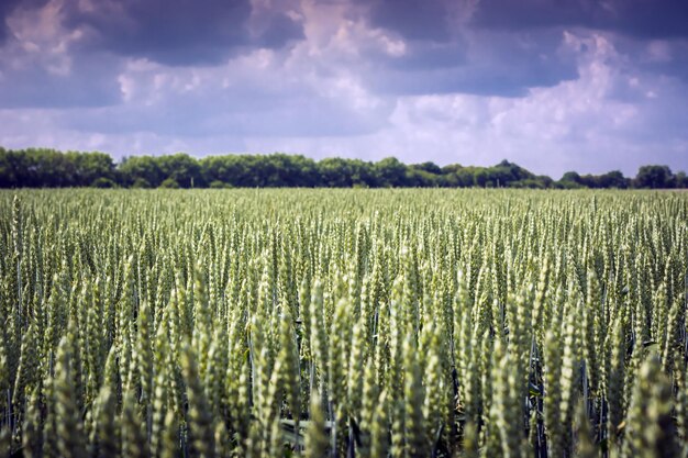 Photo view of stalks in field against cloudy sky